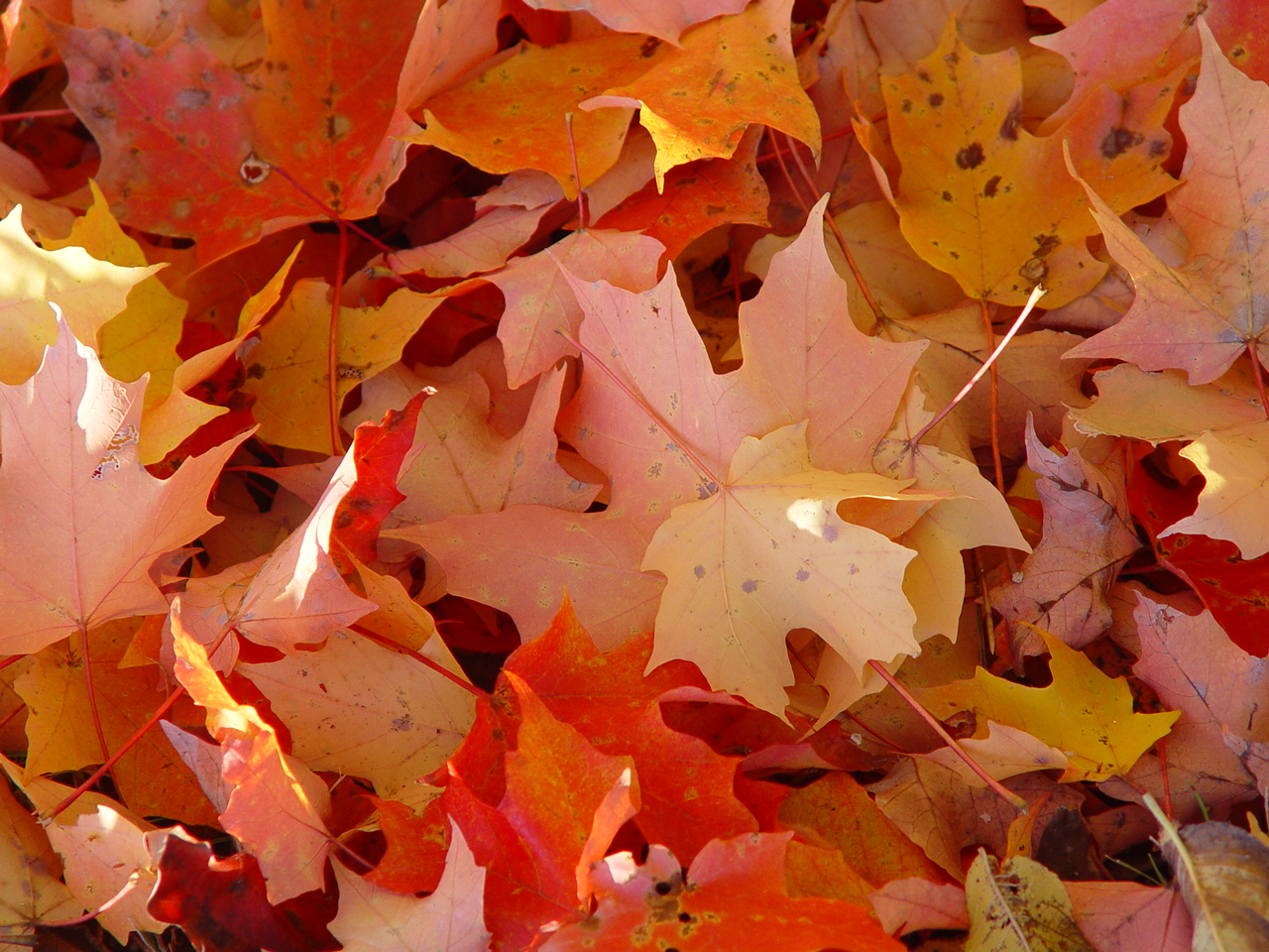 Herfst